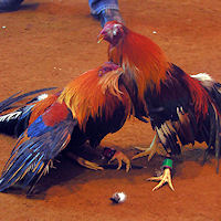 Cockfighting Gallery