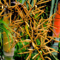 Mexico Flora Gallery