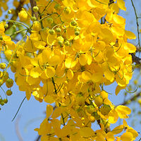 Mexico Flora Gallery