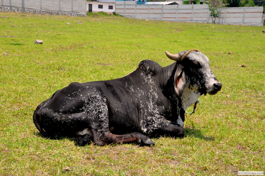 zebu