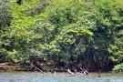 cormorants