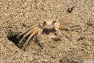 sand_crab