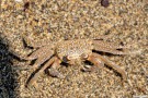 sand_crab2