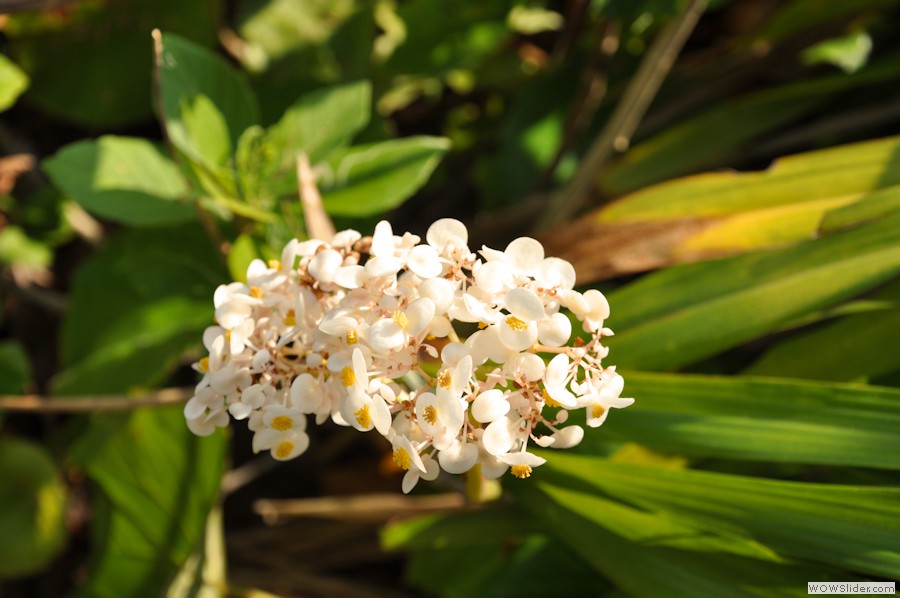 beach_flower