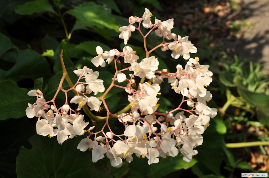 beach_flower2