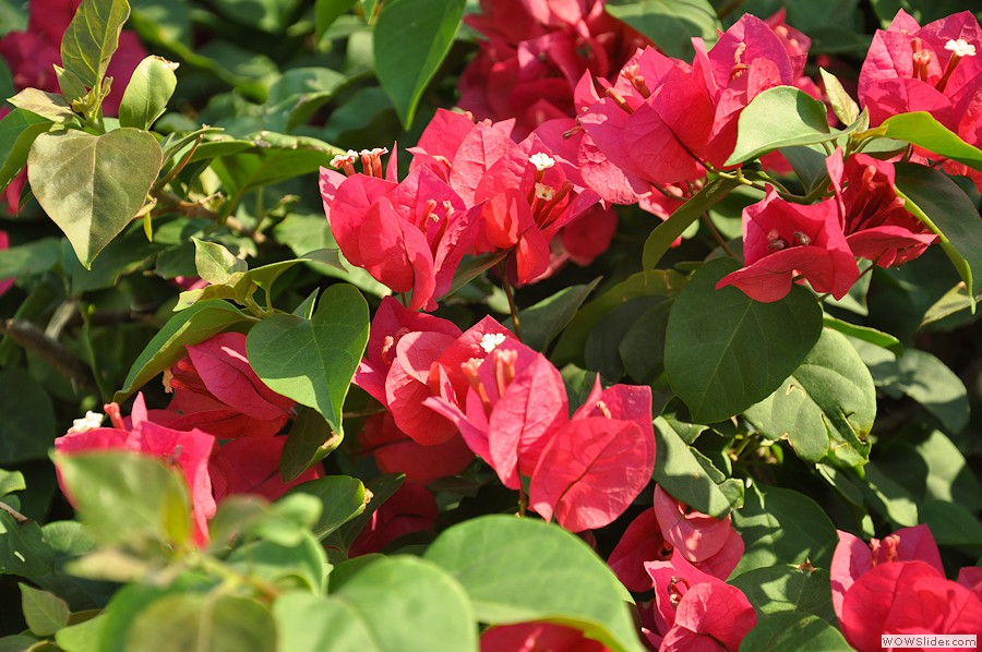 bougainvillea