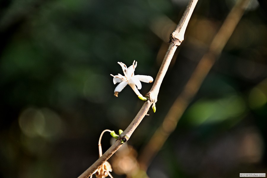 coffee_flower