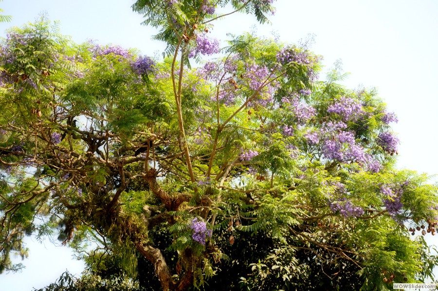 jacaranda2