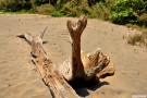 driftwood_swan