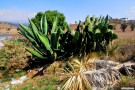 maguey