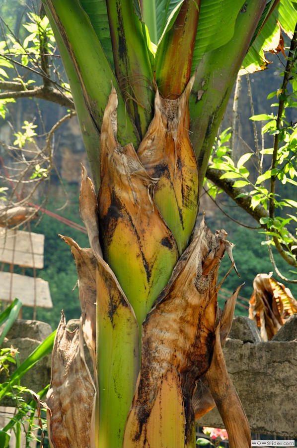 banana_tree