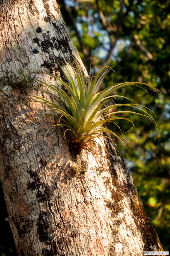 bromeliad