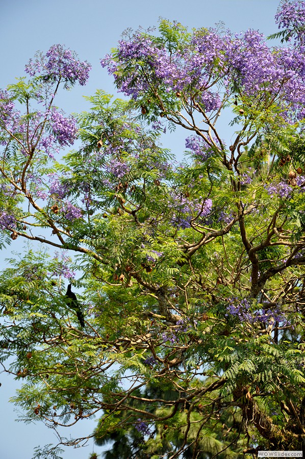 jacaranda