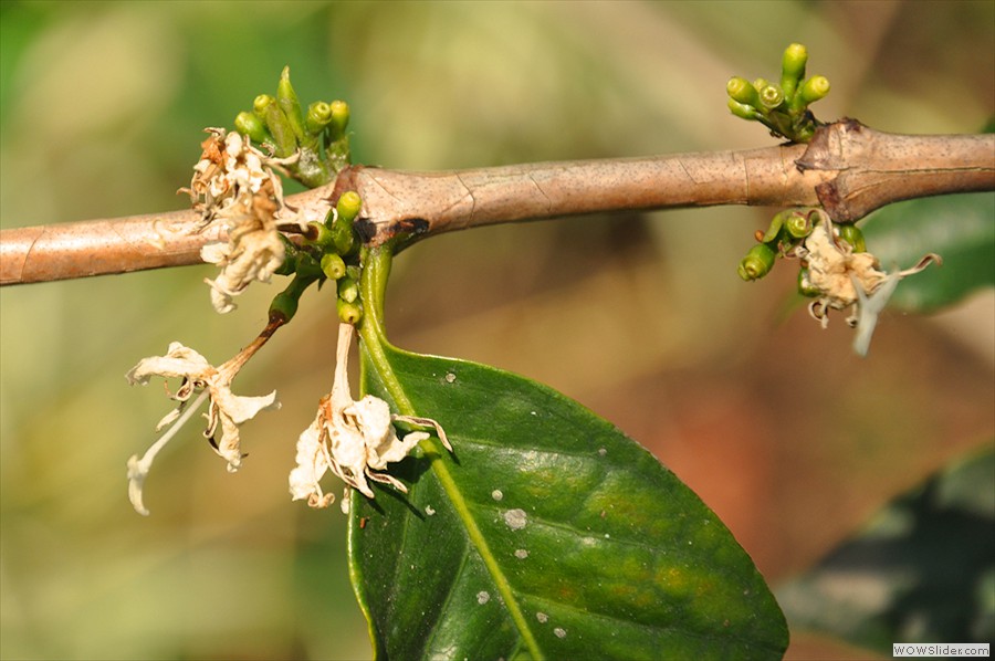 buds