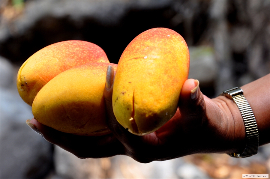 mangos